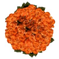 GlobalRose 150 Fresh Cut Orange Unique Roses - Fresh Flowers Wholesale Express Delivery