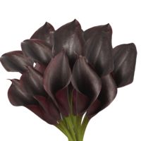 GlobalRose 60 Dark Purple Mini Calla Lilies - Fresh Flowers For Birthdays, Weddings or Anniversary.
