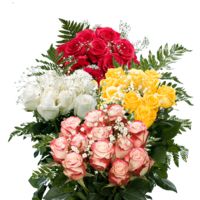 GlobalRose 8 Dozens of Fresh Cut Roses with Fillers- Assorted Colors - Fresh Flowers For Birthdays, Weddings or Anniversary.