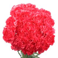 GlobalRose Cheap Hot Pink Carnations - 200 Hot Pink Carnations