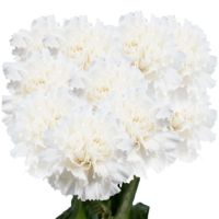 GlobalRose 200 Carnations White Carnation Flowers Wholesale Bulk