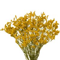 GlobalRose 120 Fresh Cut Yellow Limonium Flowers - Fresh Flowers For Birthdays, Weddings or Anniversary.