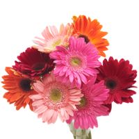 GlobalRose 30 Stems of Assorted Color Gerbera Flowers - Fresh Flowers for Delivery