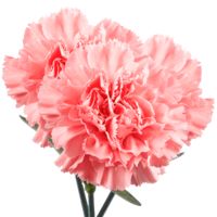 GlobalRose 100 Fresh Cut Pink Carnations - Fresh Flowers For Birthdays, Weddings or Anniversary.
