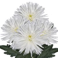 GlobalRose 50 Fresh Cut White Fuji Spider Mums - Fresh Flowers For Birthdays, Weddings or Anniversary.