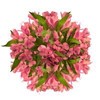 GlobalRose 240 Blooms of Pink Select Alstroemerias 60 Stems - Peruvian Lily Fresh Flowers for Delivery