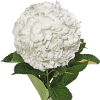 Natural Fresh Flowers - White Hydrangeas, 15 Stems