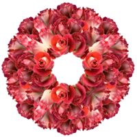 GlobalRose 250 Fresh Cut Deep Pink and Cream Roses - Big Fun Roses - Fresh Flowers Wholesale Express Delivery