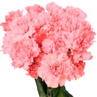 GlobalRose 300 Fresh Cut Pink Carnations - Fresh Flowers Wholesale Express Delivery