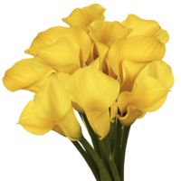 GlobalRose 120 Yellow Gold Mini Calla Lilies - Fresh Flowers For Birthdays, Weddings or Anniversary.