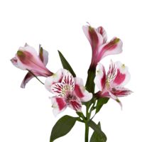 GlobalRose 120 Blooms of Bi-Color Select Alstroemerias 30 Stems - Peruvian Lily Fresh Flowers for Delivery