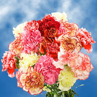 GlobalRose 200 Carnations Novelty Color