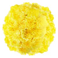 GlobalRose 350 Fresh Cut Yellow Carnations - Fresh Flowers Wholesale Express Delivery