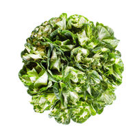 Kale Bicolor Green - White - 40 Stems