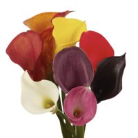 GlobalRose 10 Stems of Assorted Color Calla Lilies - Fresh Flowers for Delivery