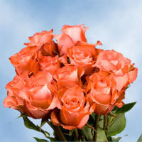 GlobalRose 75 Fresh Cut Light Coral Roses - Iguana Roses - Fresh Flowers For Birthdays, Weddings or Anniversary.