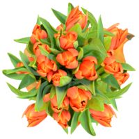 GlobalRose 120 Fresh Cut Orange Tulip Flowers- Fresh Flowers For Birthdays, Weddings or Anniversary.