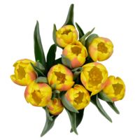 GlobalRose 60 Yellow Tulip Flowers - Fresh Flowers Wholesale Express Delivery
