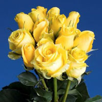 GlobalRose 250 Fresh Cut Gold-Yellow Roses - High & Exotic Roses - Fresh Flowers Wholesale Express Delivery
