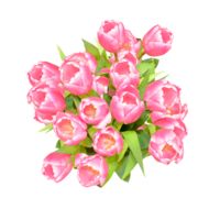 GlobalRose 30 Stems of Pink and White Bicolor Tulips Flowers - Fresh Flowers for Delivery