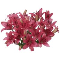 GlobalRose 28 Blooms of Hot Pink Color Asiatic Lilies 8 Stems - Fresh Flowers for Delivery
