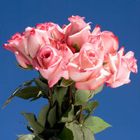GlobalRose 75 Fresh Cut Light Creamy Pink Roses - Michelle Roses - Fresh Flowers For Birthdays, Weddings or Anniversary.