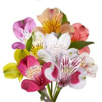 GlobalRose 100 Fresh Cut Assorted Alstroemeria Flowers - Fancy Alstroemeria - Fresh Flowers For Birthdays, Weddings or Anniversary.