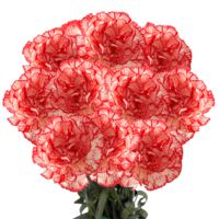 GlobalRose 200 Fresh Cut Peppermint Color Carnations - Fresh Flowers Wholesale Express Delivery