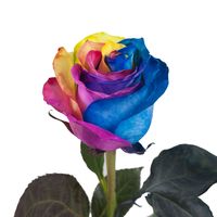Natural Fresh Flowers - Tinted Rainbow Roses, 20