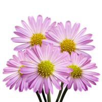 GlobalRose 240 Blooms of Pink Asters Flowers 60 Stems - Fresh Flowers for Delivery
