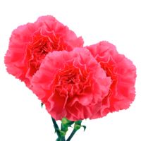 GlobalRose Long Stem Hot Pink Carnations - 300 Hot Pink Carnations Long